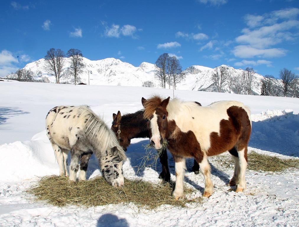 Biobauernhof Brandlhof Apartman Ramsau am Dachstein Kültér fotó